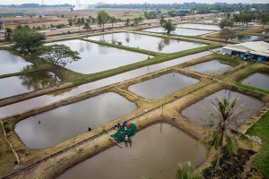 Nuôi trồng thủy sản quảng canh: Tiềm năng và định hướng phát triển