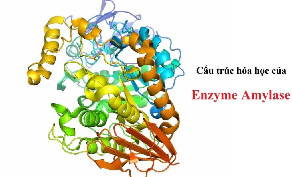 5 điều về enzyme amylase