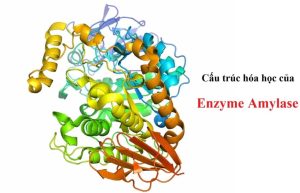 Có thể bạn không biết về Amylase
